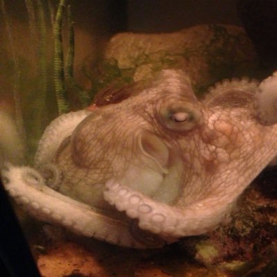 Adolfojgp17's profile picture. 