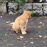 こうき (@navigation22) 's Twitter Profile