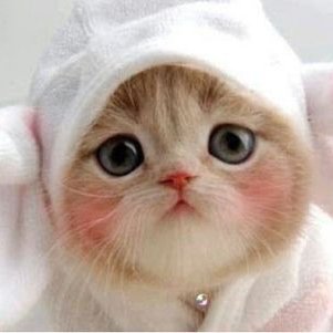 猫丸 動物の癒し動画 画像 Nekomaru Neko0 Twitter 猫丸 動物の癒し動画 画像 Nekomaru Neko0 Twitter