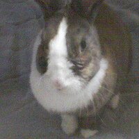 TK(hirohiro) (@rabbit06hero) 's Twitter Profile