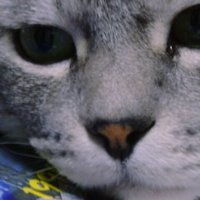 Cat's Squirrel (@kk_matt) 's Twitter Profile Photo Cat's Squirrel (@kk_matt) 's Twitter Profile Photo