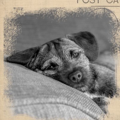 Mayblynn's profile picture. When in doubt brew up ~ 💚 Flora & Fauna🌿, Art, Literature, History, Royalty, Genealogy. Classic FM. CiWF. Marine Conservation.🐬