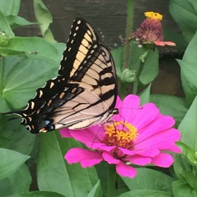 Myozotiis's profile picture. 🌱🌳🌷