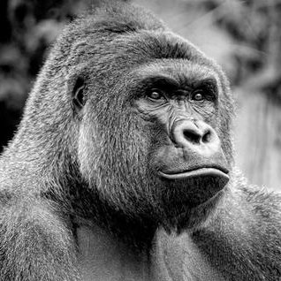 The Lord and Saviour Harambe!