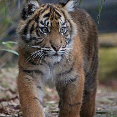 SarahManning4's profile picture. All Jesus,All The Time, Family, Food, Tigers/Lions