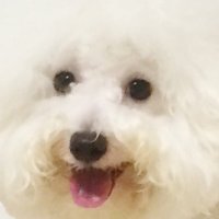 わたちゃん♡ビションフリーゼ (@absolute_eg0) 's Twitter Profile