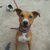 Willow Dog Rescue (@willowdogrescue) 's Twitter Profile