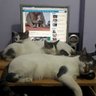 krishnakumarET's profile picture. journalist with The Economic Times, writes on politics & occasionally crime. Loves everything cricket. Views mine, RT's not.