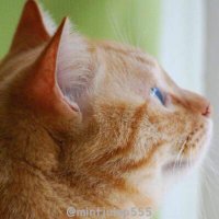 Minton (@mintoncat) 's Twitter Profile