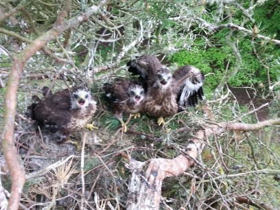 North of Scotland based birder and bird ringer