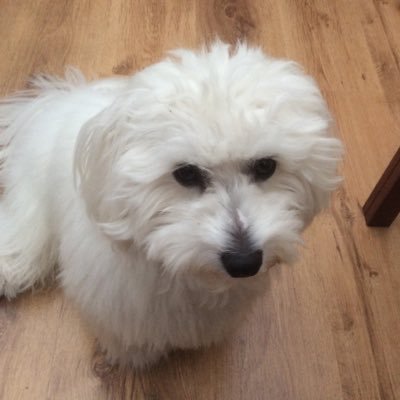 HSC Media Hi i am Casper, My Tweet's are all about me and i'm the DA (Doggy Assistant) at @HSC_Media