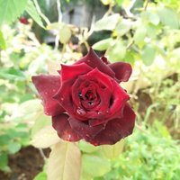 Dinesh kamath (@dineshmkamath) 's Twitter Profile