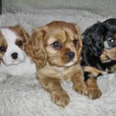 Pet owners campaigning for the responsible breeding of Cavaliers and for mandatory health testing. Sign the petition at https://t.co/mcgigneYFj