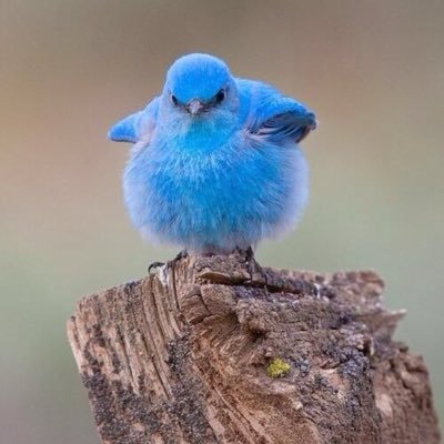 幸せを運ぶ鳥 Siawasetori Twitter