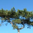 phil poole - @forestbutton - Twitter