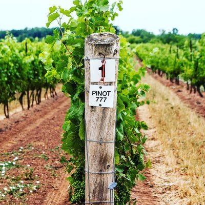 Crush on Niagara provide tours and tastings of the Niagara Escarpment and Niagara-on-the-Lake regional wine appellations. We invite you to book a tour with us.