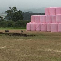 Wastenage Farms (@wastenagefarms) 's Twitter Profile