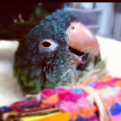 helping people + parrots get happy, teaching positive reinforcement to bird owners for long term success!