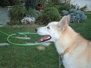 godormad's profile picture. Privacy-preserving AI