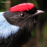 Lance-tailed Manakin Cam (@manakincam) 's Twitter Profile Photo Lance-tailed Manakin Cam (@manakincam) 's Twitter Profile Photo