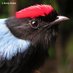 Lance-tailed Manakin Cam (@manakincam) Twitter profile photo Lance-tailed Manakin Cam (@manakincam) Twitter profile photo