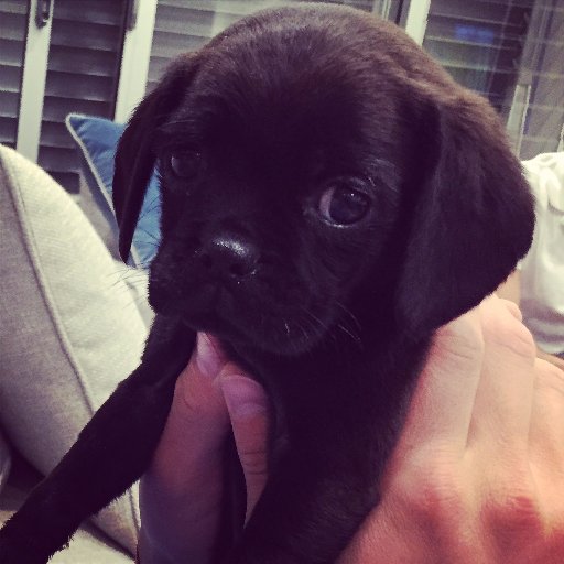 stephgolman's profile picture. Lover of life, food and shoes.