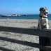 CrazyCountryDogGirl (@mzdaziemae) Twitter profile photo CrazyCountryDogGirl (@mzdaziemae) Twitter profile photo