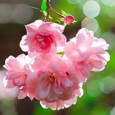 xyz31xyz's profile picture. Hija de Dios. Disfruto inspirar a otros a crecer!