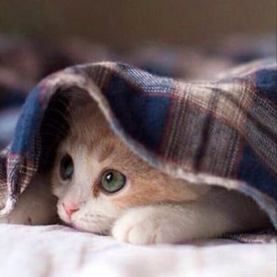akiko_n1001's profile picture. 🐈‍⬛🐈‍⬛🐈‍⬛🐈‍⬛🐈‍⬛🐈‍⬛🐈‍⬛🐈‍⬛🐈‍⬛🐈‍⬛🐈‍⬛🐈‍⬛🐈‍⬛🐈‍⬛🐈‍⬛🐈‍⬛🐈‍⬛🐈‍⬛🐈🐈‍⬛🐈‍⬛🐈‍⬛🐈‍⬛🐈‍⬛🐈‍⬛🐈‍⬛🐈‍⬛🐈‍⬛🐈‍⬛🐈‍⬛🐈‍⬛🐈‍⬛🐈‍⬛🐈‍⬛