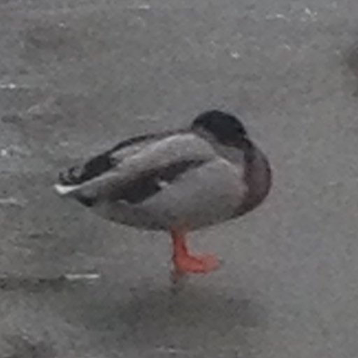 betsareus's profile picture. 