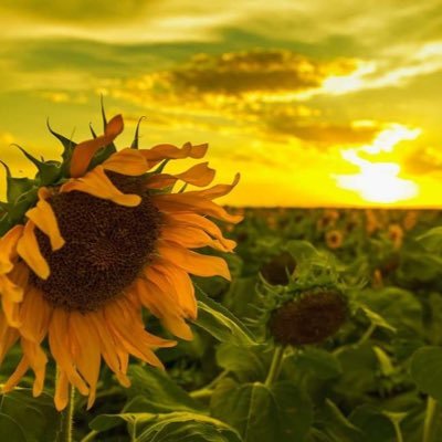 ZinkCheryl's profile picture. 