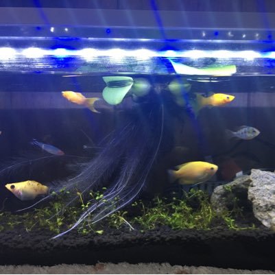 楽しい熱帯魚 12yujo1 Twitter 楽しい熱帯魚 12yujo1 Twitter