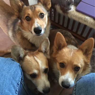 slickhrns's profile picture. Patriot, horseman, beekeeper, professional at poking things with sticks. Not happy with direction our country is headed. #MAGA, #FUCKPC b-up @cato9tailz