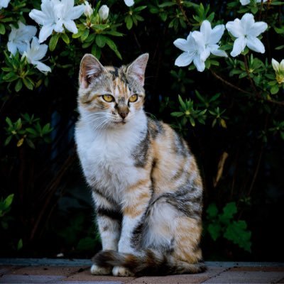 satooya_boshuu's profile picture. 全国の身寄りの無いペット達の里親情報を随時配信。基本的にbotです。人間の身勝手で飼われ、捨てられた動物達がたくさんいます。期限内に引き取り手がいなければ処分されてしまいます。 どうか拡散だけでも是非宜しくお願い致します。☆ペットのお家→https://t.co/vTLOy5D5A8