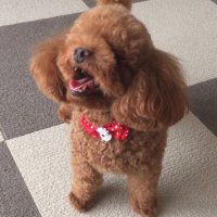 Hikari (@hikari_diary) 's Twitter Profile