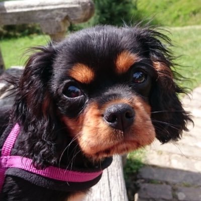 poppyandfran's profile picture. Fun loving cavalier King Charles living with retired Fran (Nanny to @toddy_bt).  Loving life!