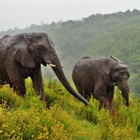 Garden Route Tours (@gardenroutetour) 's Twitter Profile Photo Garden Route Tours (@gardenroutetour) 's Twitter Profile Photo