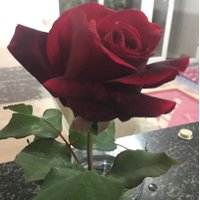 @fatime Aydın🇹🇷🇹🇷 (@fatimeaydin72) 's Twitter Profile Photo @fatime Aydın🇹🇷🇹🇷 (@fatimeaydin72) 's Twitter Profile Photo
