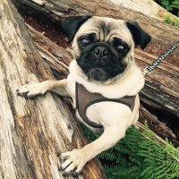 SammythePug (@sammythepugg) 's Twitter Profile