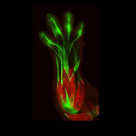 Tendon biology/bioengineering in context of development, regeneration, and scar formation