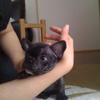 Itankiman (@itankiman) 's Twitter Profile