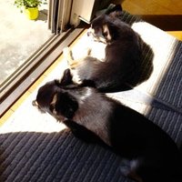 むさこじ (@mss0214kjr0803) 's Twitter Profile Photo