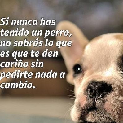 OlgavilaF's profile picture. Venezolana, amante de los animales