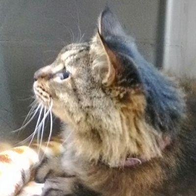 ねこさんのプロフィール画像