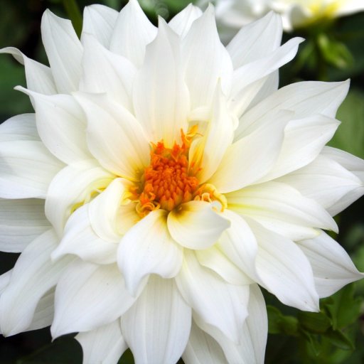 dhanalakshmima8's profile picture. 
