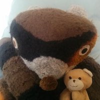 Olmy Raccoon and Pet (@olmycoon) 's Twitter Profile