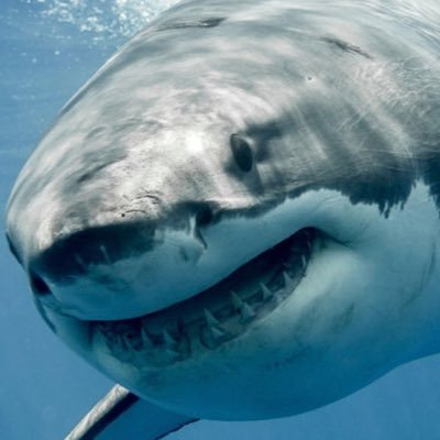 sharkbmth Profile Picture