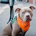 Dogs Owners (@dogs_owners01) Twitter profile photo Dogs Owners (@dogs_owners01) Twitter profile photo