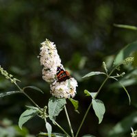 The Butterfly Projec (@bufferflyhavenp) 's Twitter Profile
