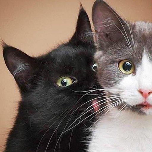 UmmoVeg's profile picture. 